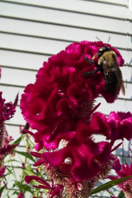 Closeup of bee on celosia flower.