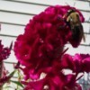 Closeup of bee on celosia flower.