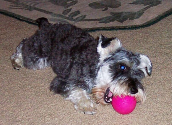 playing with pink ball