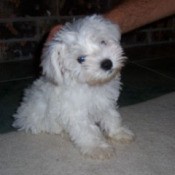 Lenny - Mini Schnauzer