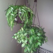 two hanging plants