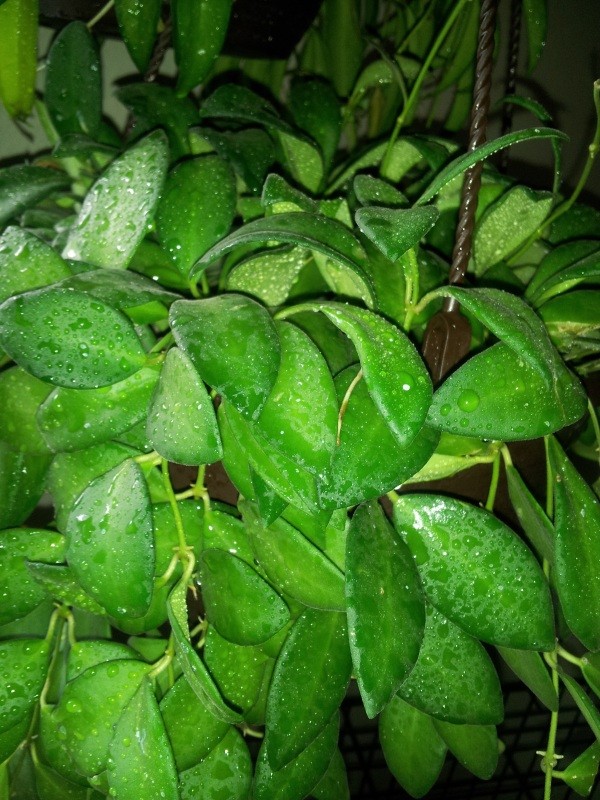 closeup of plant