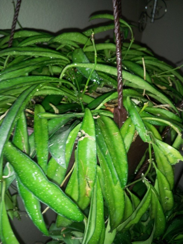 closeup of second plant
