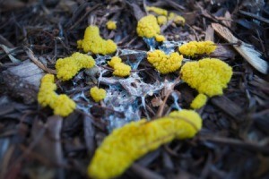 yellow slime mold on mulch