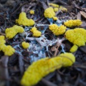 yellow slime mold on mulch