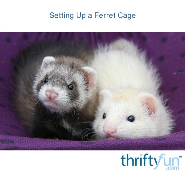 how much is a ferret cage