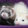 ferrets in their hammock