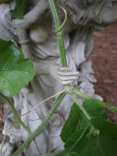 vine through hands