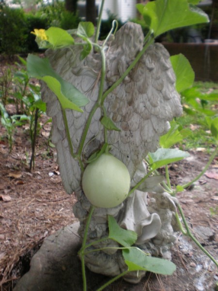 cantaloupe on back of angel