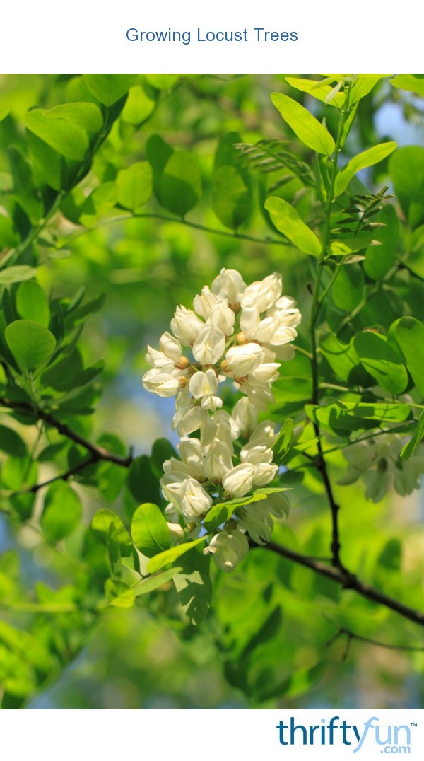 Growing Locust Trees? ThriftyFun