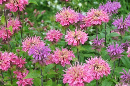 two colors of bee balm