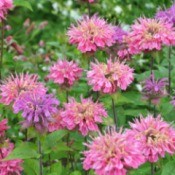 two colors of bee balm