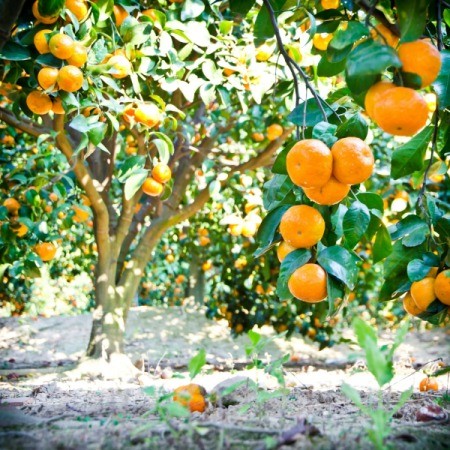 citrus tree in garden