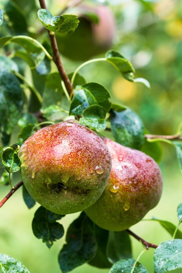 red faced pears on tree