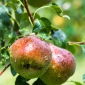 red faced pears on tree