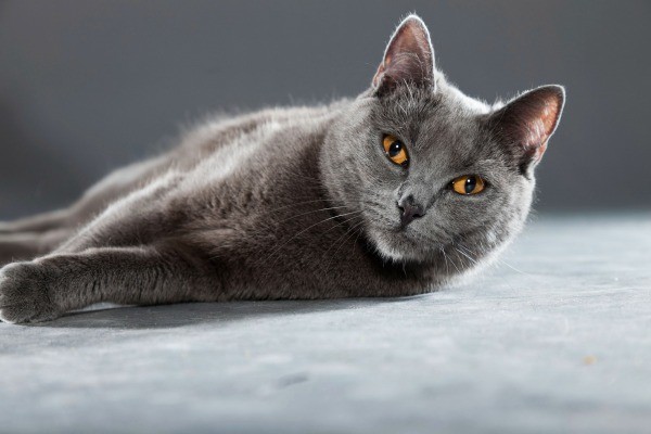 Chartreux Breed Information and Photos | ThriftyFun