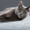 Chartreux lying down