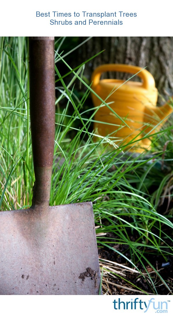 Best Times to Transplant Trees, Shrubs and Perennials? ThriftyFun