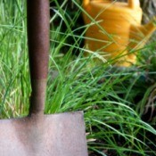 shovel and watering can in garden