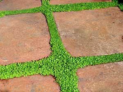 pavers with grass