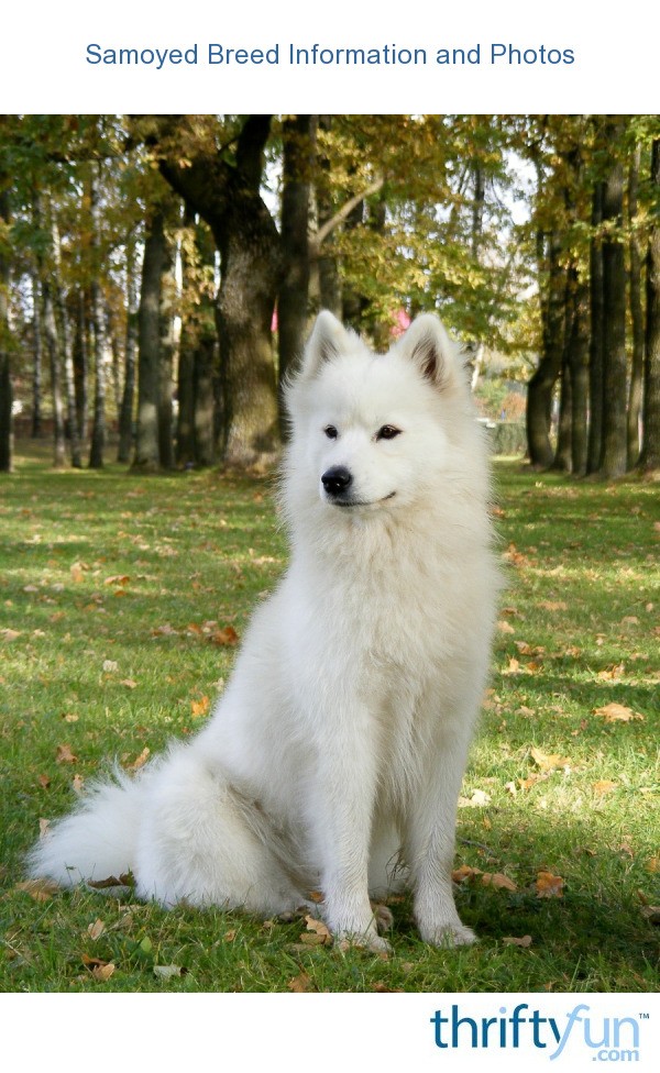 Samoyed Breed Information And Photos Thriftyfun