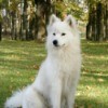 Samoyed sitting in grass with trees in the background