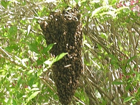 bee swarm in tree