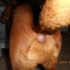 bump at base of dog's tail