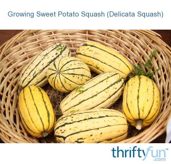 Growing Sweet Potato Squash (Delicata Squash)? ThriftyFun