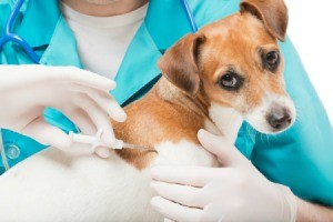 dog being injected with a microchip