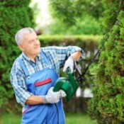 man using a hedger to prune an evergreen shrub