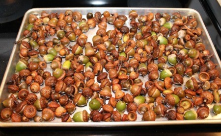 acorns on cookie sheet