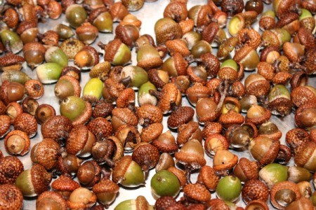 drying acorns