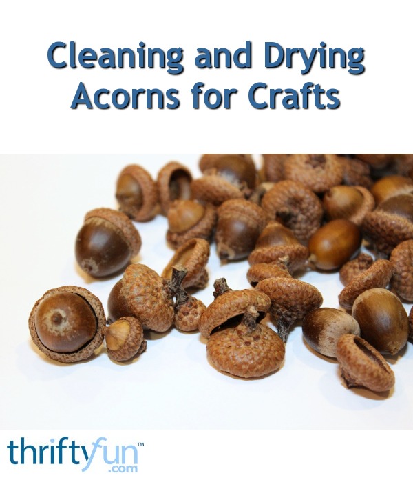 Cleaning and Drying Acorns for Crafts ThriftyFun