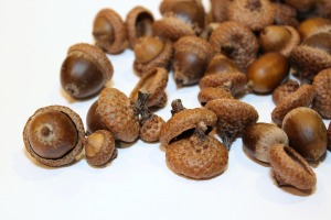 acorns for crafts