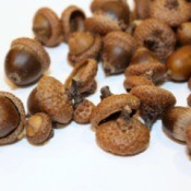 acorns for crafts
