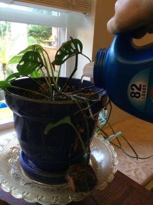 watering a houseplant