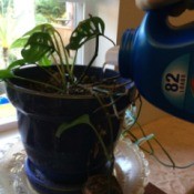 watering a houseplant