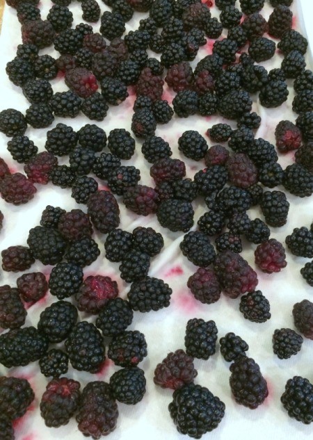 drying blackberries