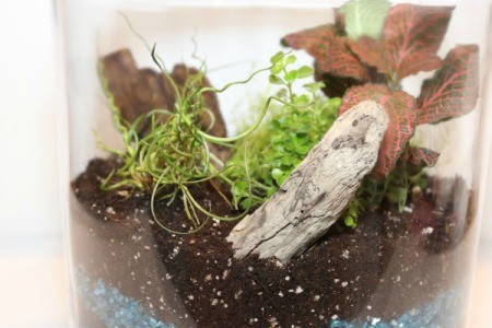 wood in terrarium