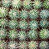 Cactus Seedlings
