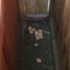 eggs between hen house and coop wall