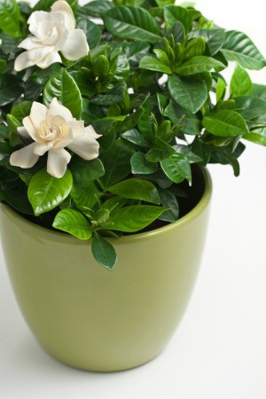 gardenia in pot