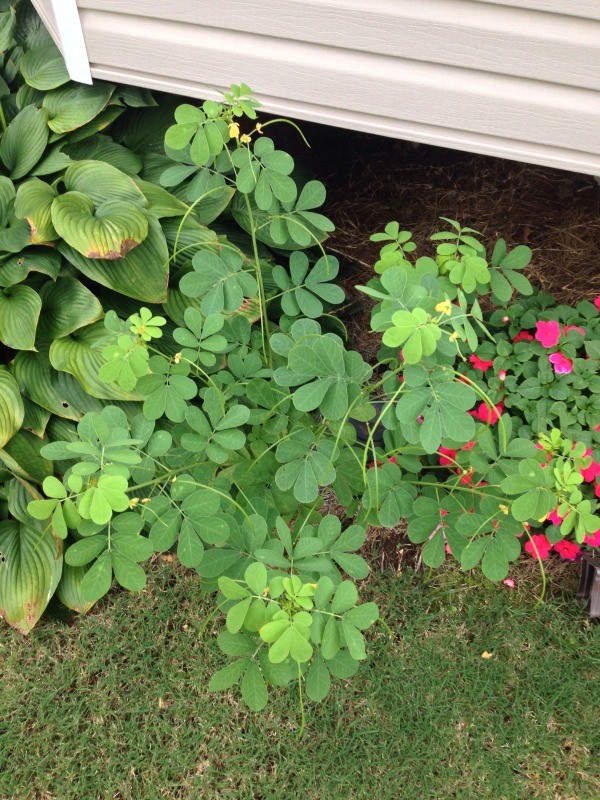 plant from above