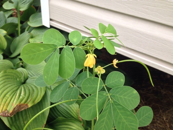 plant near house siding