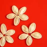 seeds arranged in flower shapes