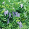 wisteria on chainlink fence