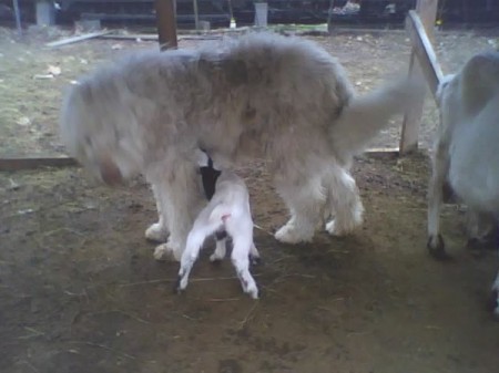 dog and baby goat