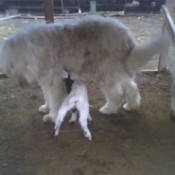 dog and baby goat