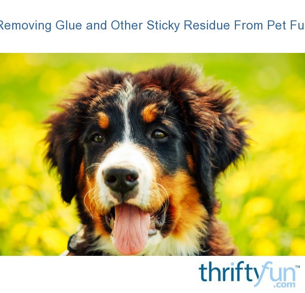 Removing Sticky Residue From Pet Fur ThriftyFun